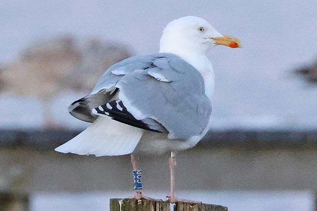 Zilvermeeuw